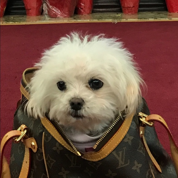 Maltese - Picture 6 of 16